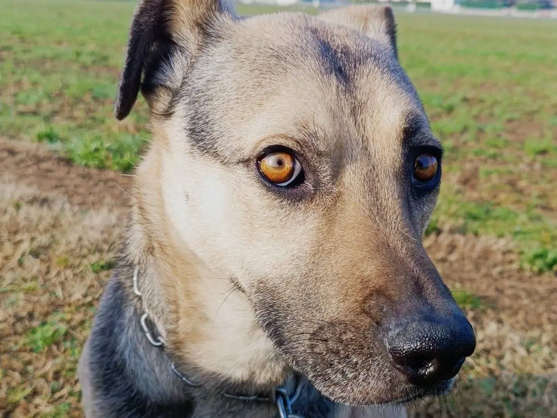 Adotta un cane, maschio, 7 anni e 4 mesi, Brescia