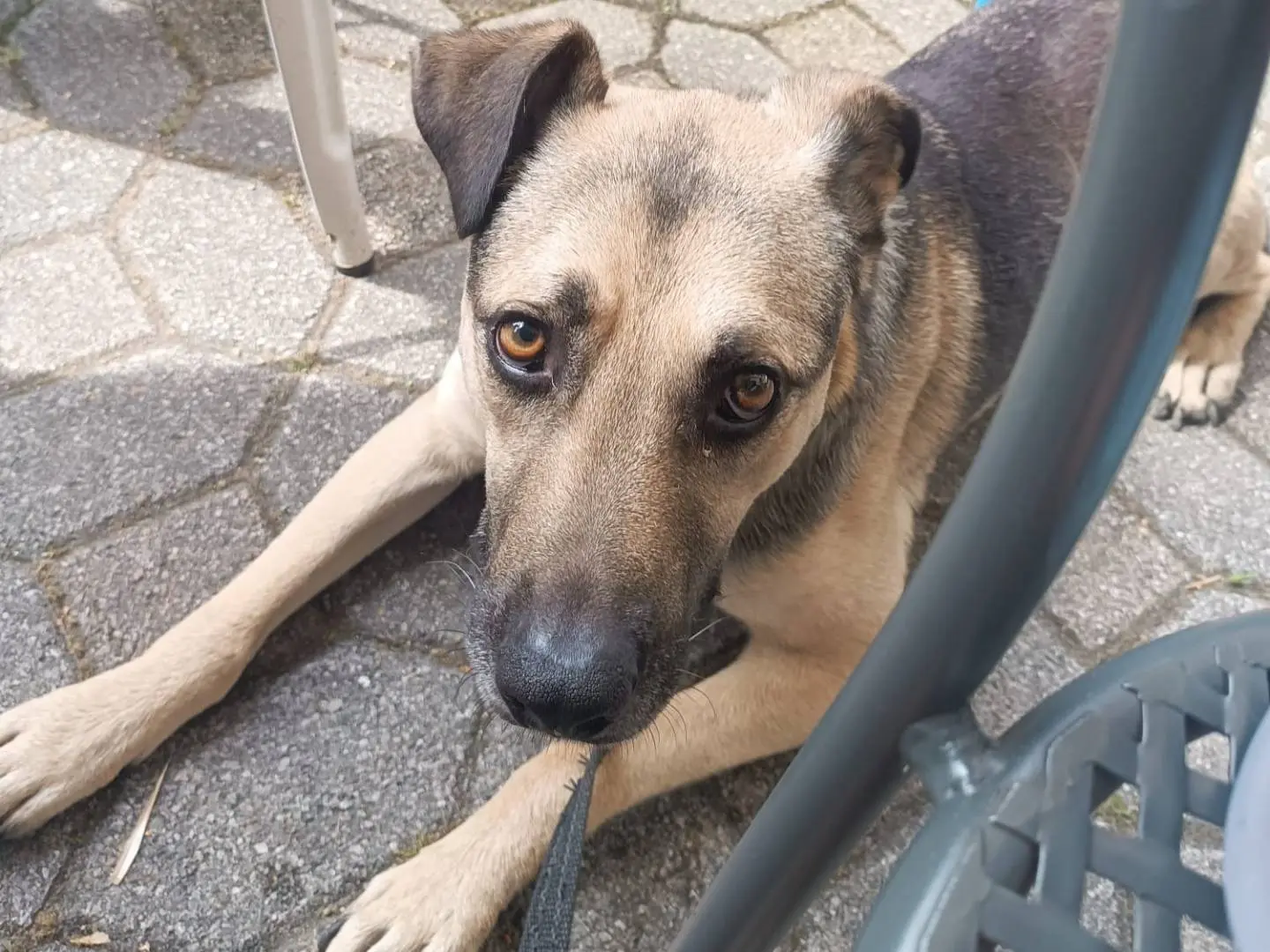 Adozione cane, maschio, Razza sconosciuta Razza sconosciuta, 7 anni e 4 mesi, taglia media, Brescia