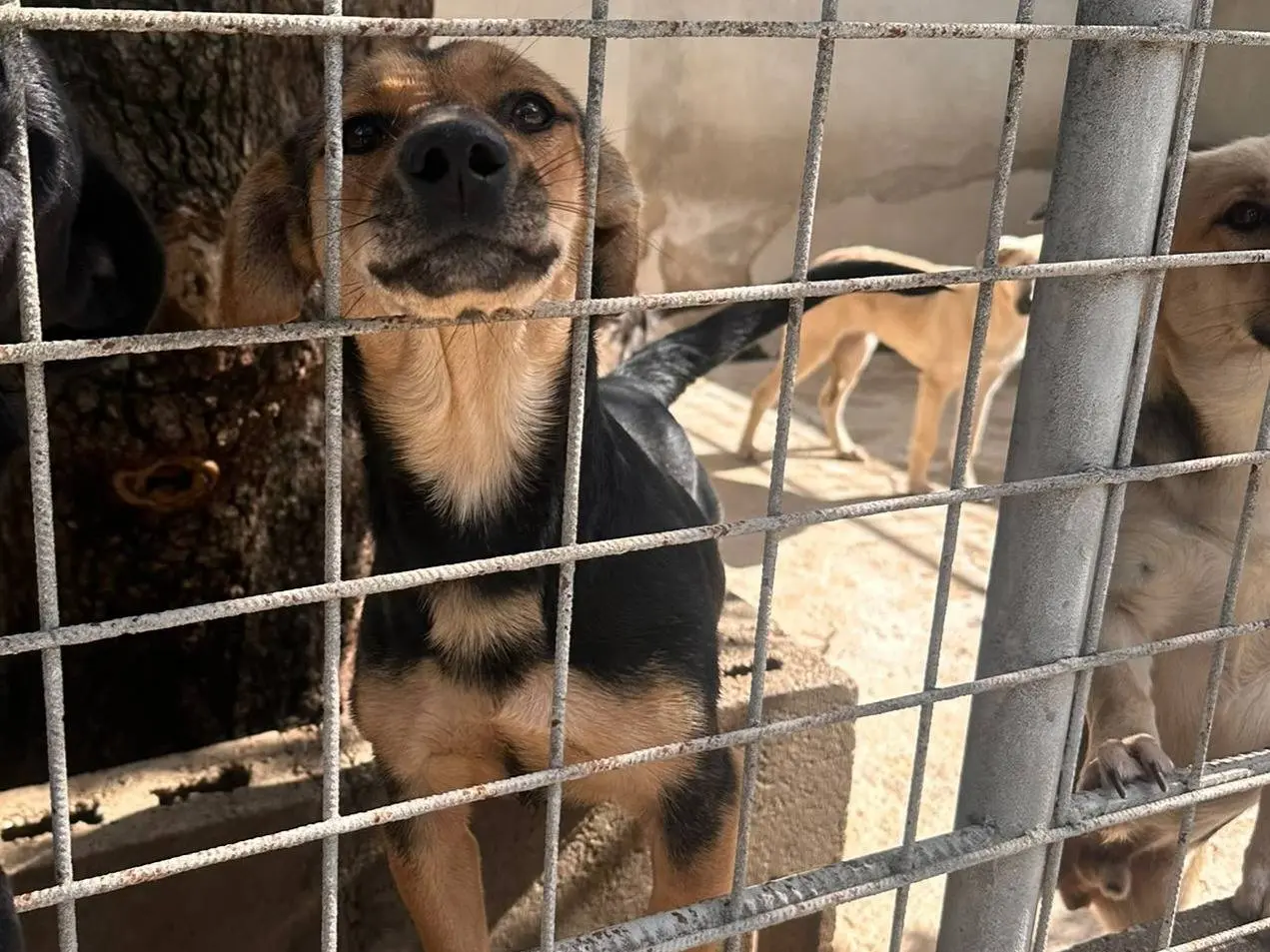 Adozione cane, maschio, Razza sconosciuta Razza sconosciuta, 1 anno e 3 mesi, taglia piccola, Avellino