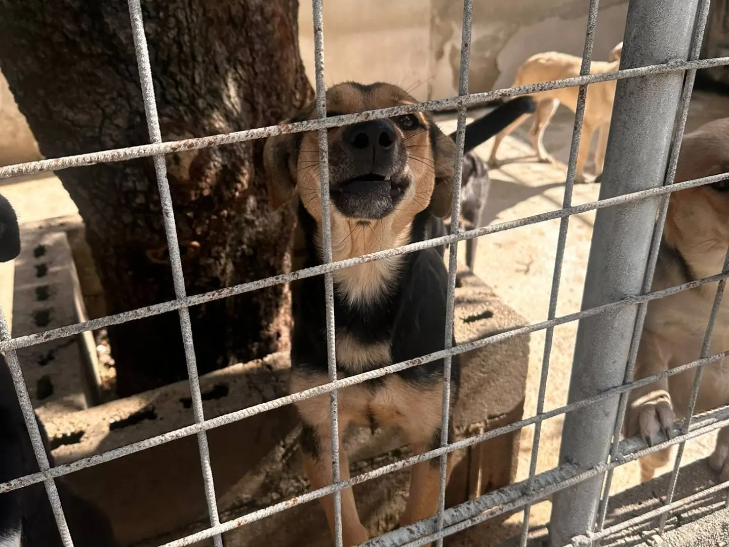 Adotta un cane, maschio, 1 anno e 3 mesi, Avellino