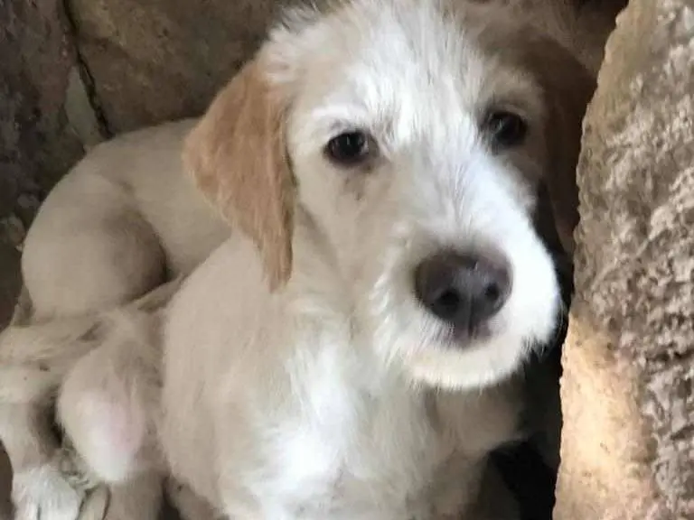 Vuoi adottare un cane a Catania?