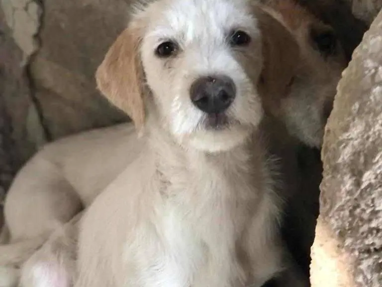 Adozione cane, femmina, meticcio, 3 anni e 4 mesi, taglia media, Catania