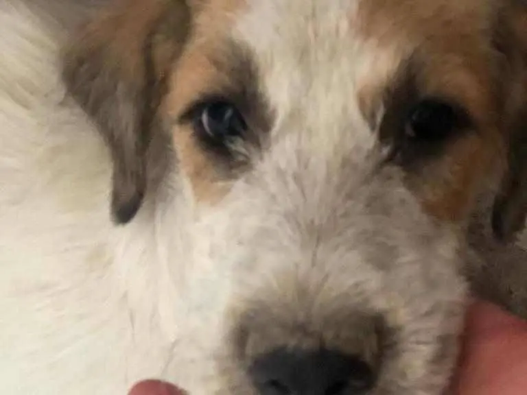 Adotta un cane, femmina, 3 anni e 4 mesi, Catania