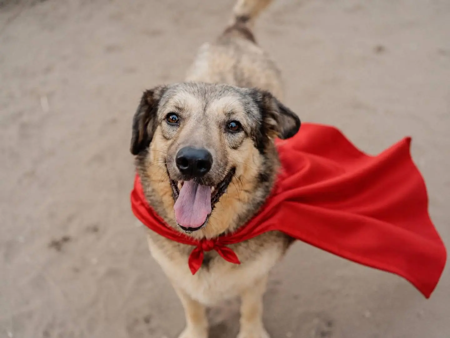 Adozione cane, maschio, Razza sconosciuta Razza sconosciuta, 7 anni e 7 mesi, taglia media, Napoli