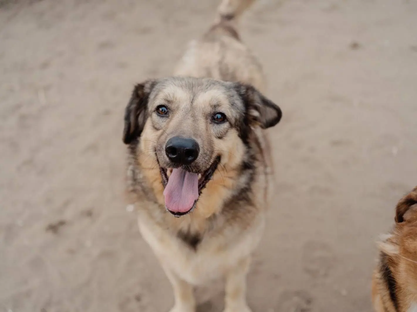 Adotta un cane, maschio, 7 anni e 7 mesi, Napoli