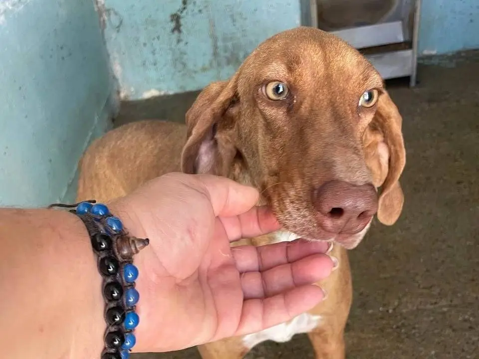 Adozione cane, femmina, Razza sconosciuta Razza sconosciuta, 3 anni e 4 mesi, taglia media contenuta, Crotone