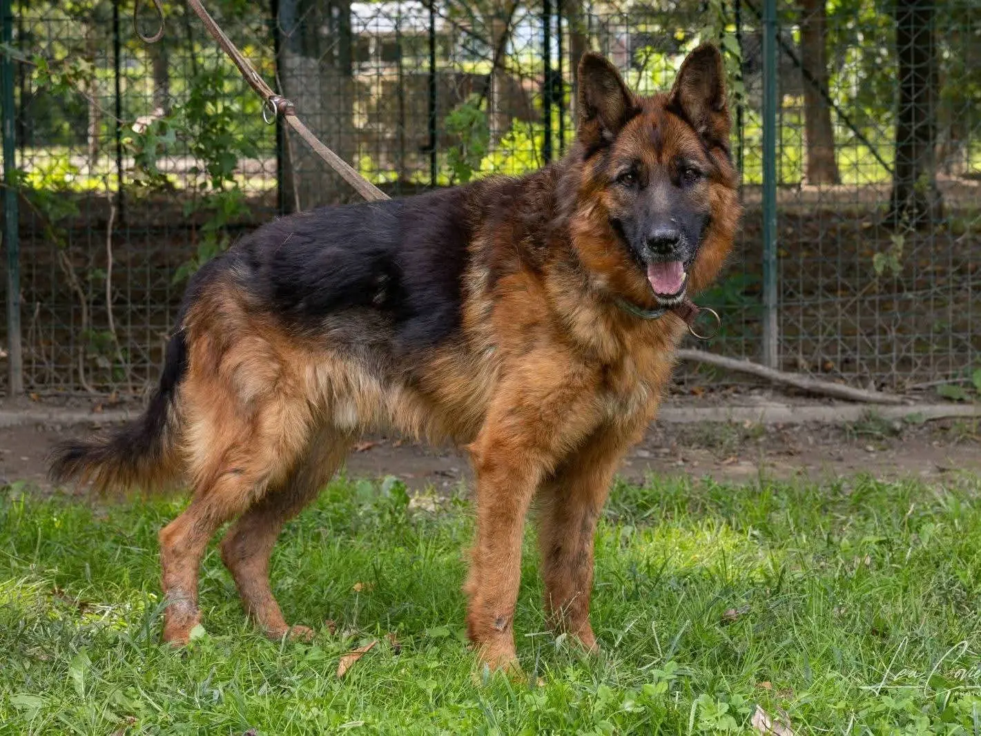 Adozione cane, maschio, Pastore tedesco Razza sconosciuta, 6 anni e 2 mesi, taglia gigante, Sondrio