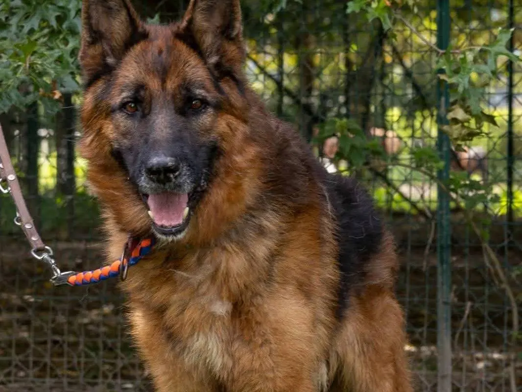 Adotta un cane, maschio, 6 anni e 2 mesi, Sondrio