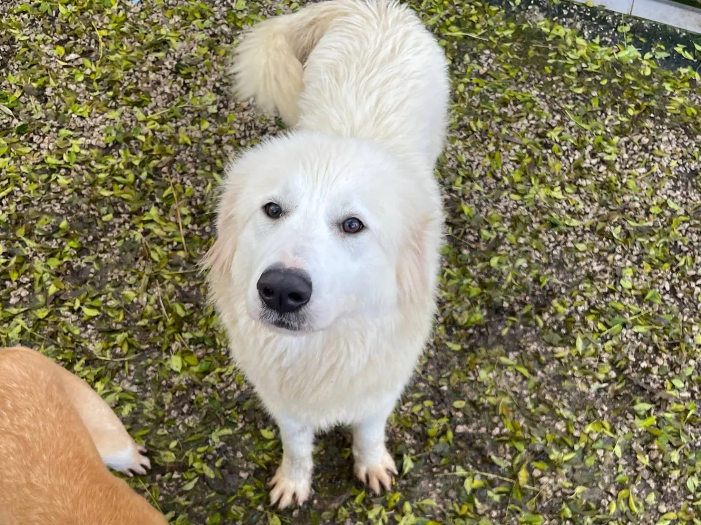 Adotta un cane, taglia grande, femmina, Latina