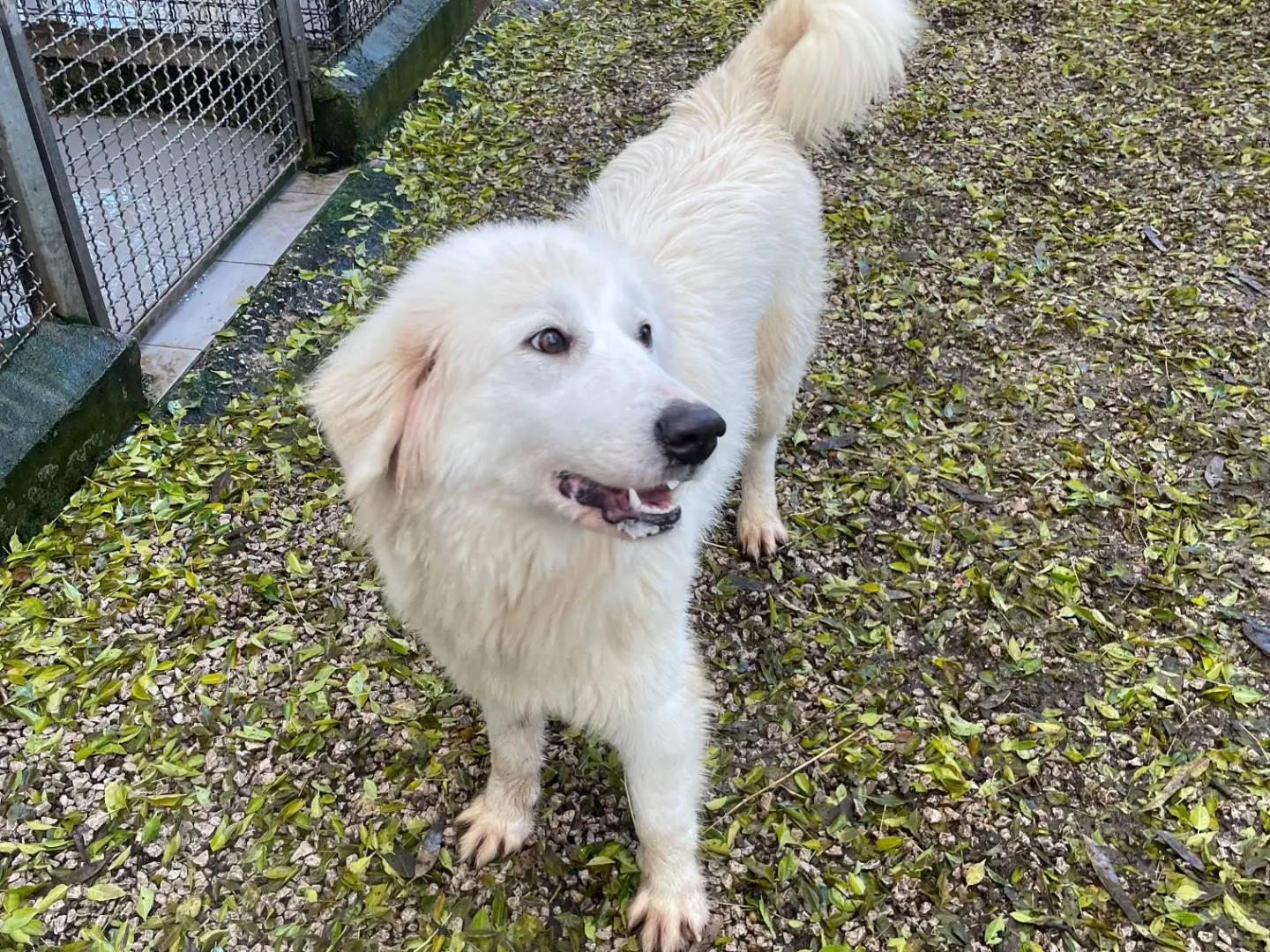 Adotta un cane, femmina, 4 anni e 5 mesi, Latina
