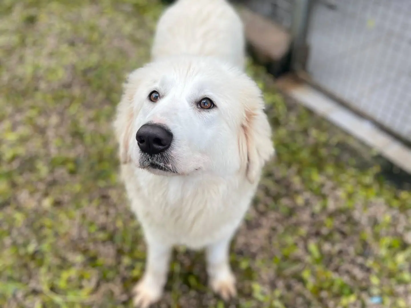Adozione cane, femmina, Razza sconosciuta Razza sconosciuta, 4 anni e 5 mesi, taglia grande, Latina