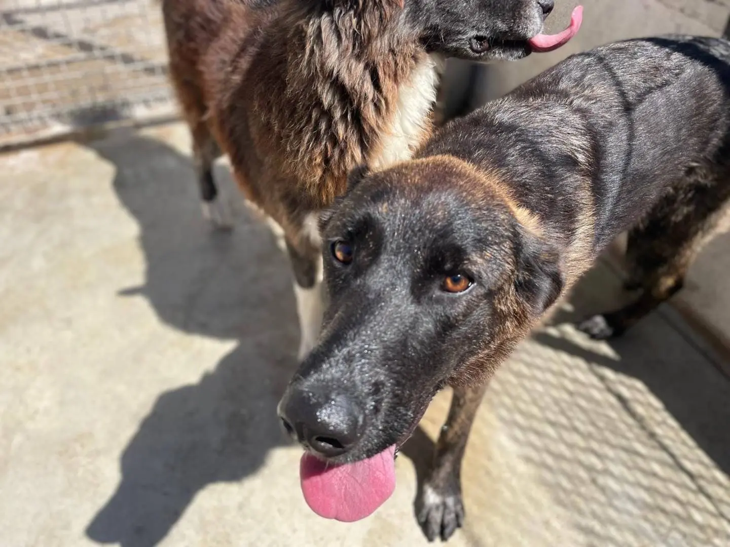 Vuoi adottare un cane a Caserta?