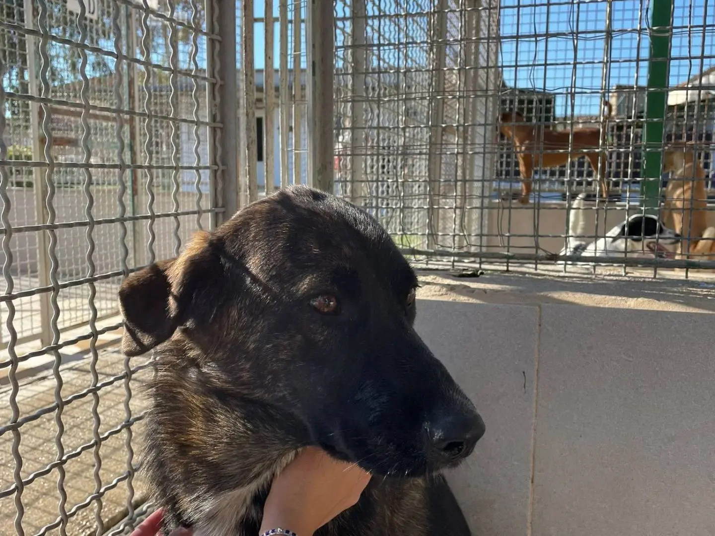 Adotta un cane, taglia media, femmina, Caserta