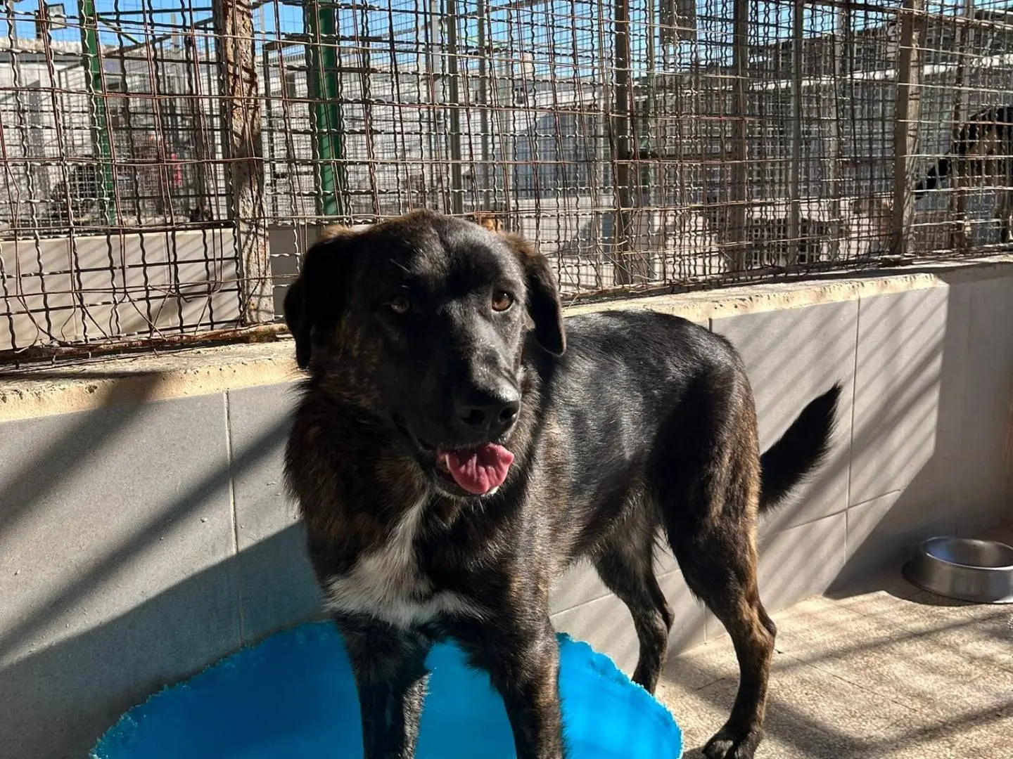Adotta un cane, femmina, 2 anni e 10 mesi, Caserta