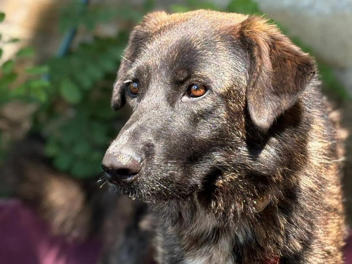 Adozione cane, femmina, Pastore tedesco Pastore Belga Malinois, 2 anni e 10 mesi, taglia media, Caserta