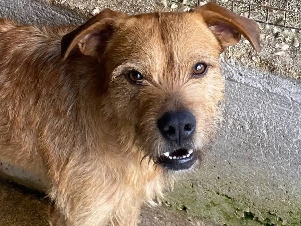 Foto 3 dell'animale