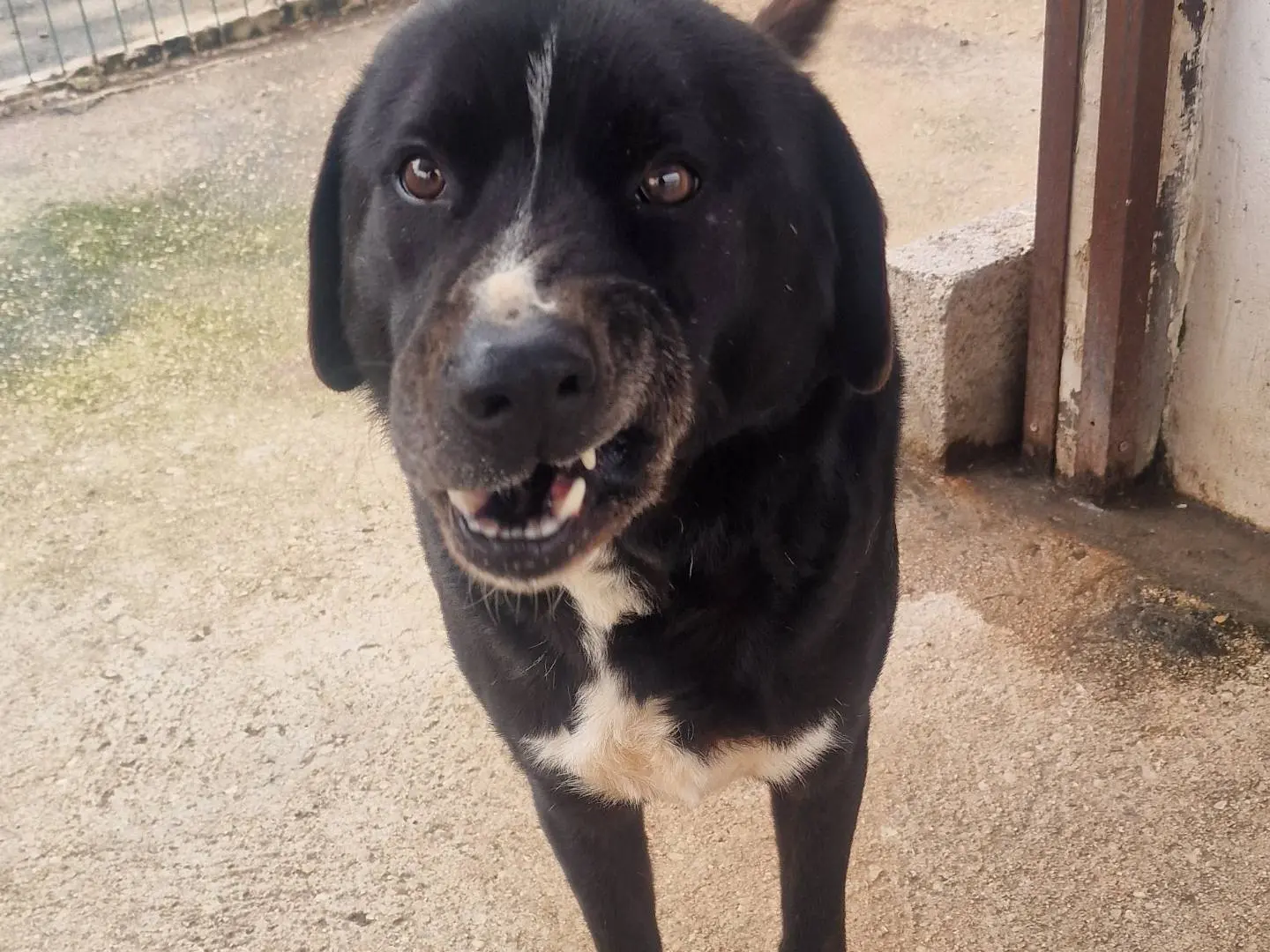 Vuoi adottare un cane a Latina?