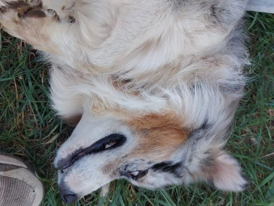 Adotta un cane, taglia media, maschio, Roma