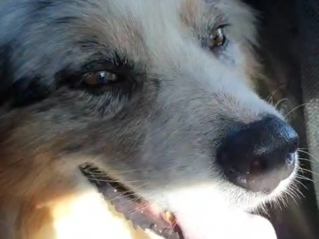 Adozione cane, maschio, Pastore australiano Razza sconosciuta, 4 anni e 5 mesi, taglia media, Roma