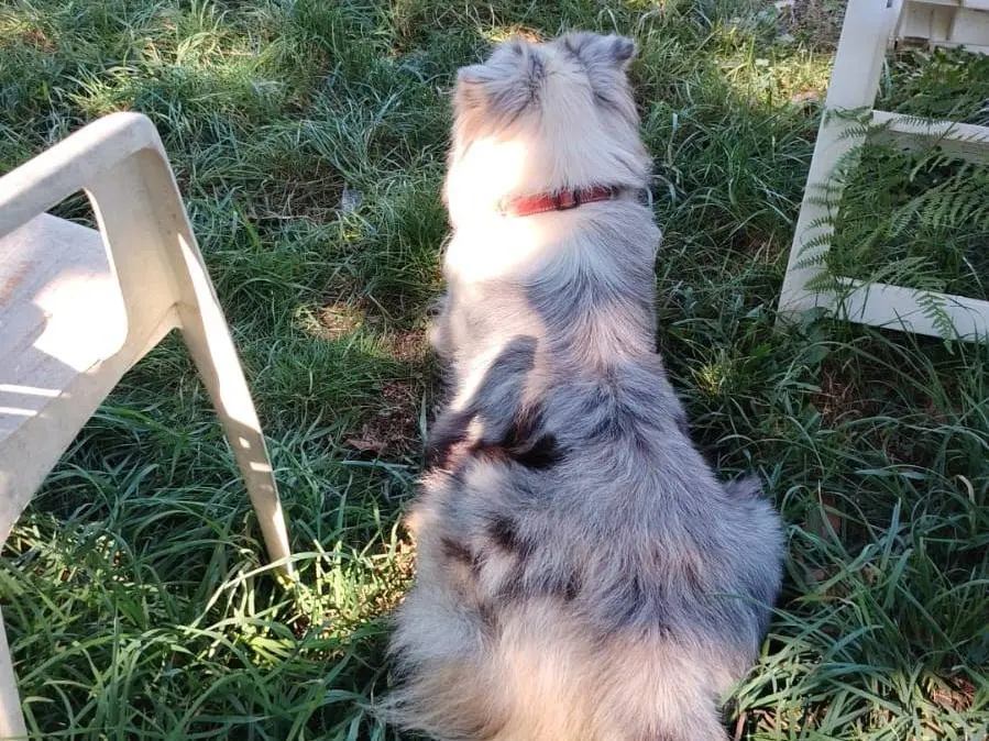 Adotta un cane, maschio, 4 anni e 5 mesi, Roma