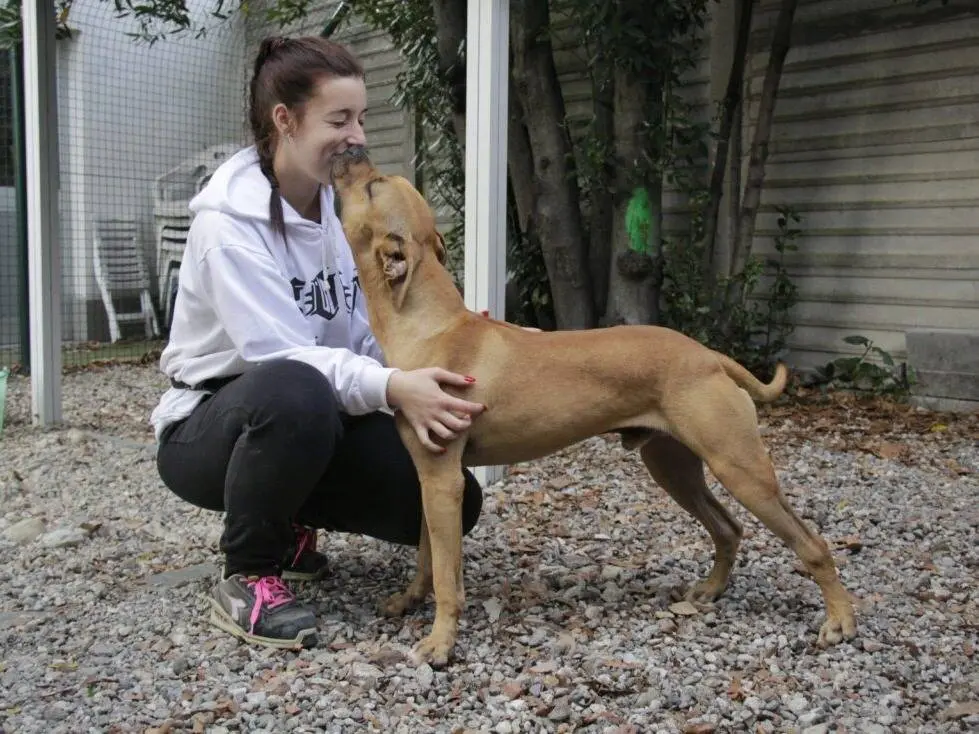 Vuoi adottare un cane a Lodi?