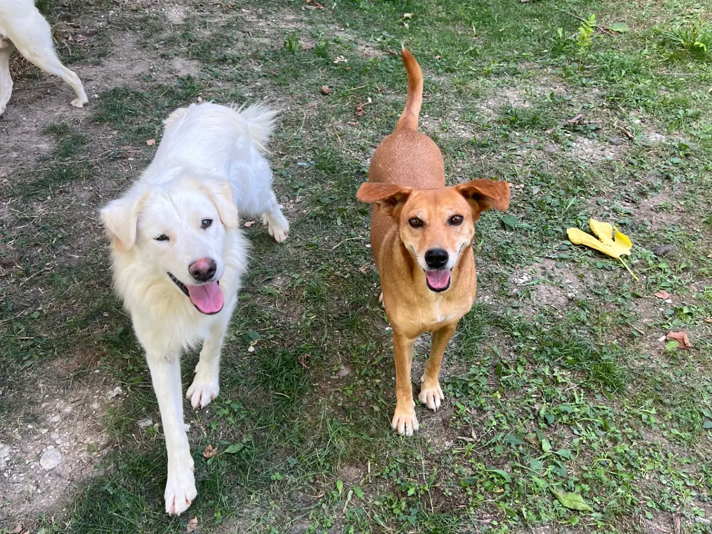 Adotta un cane, femmina, 6 anni e 5 mesi, Rieti