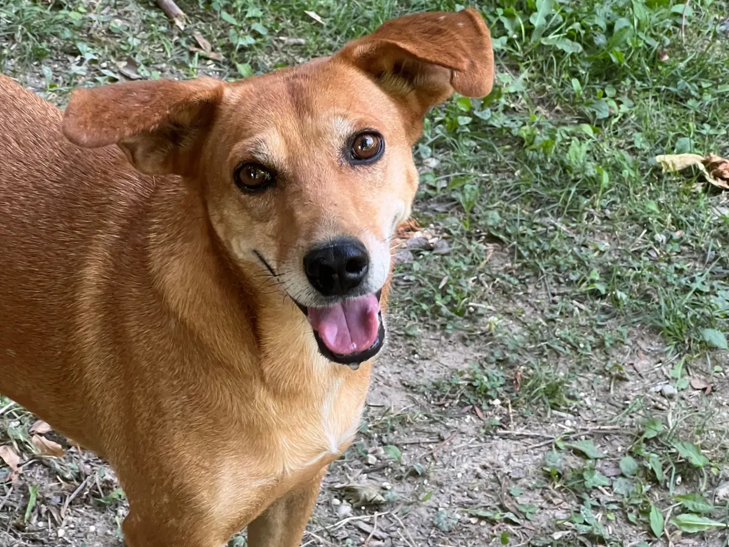 Adozione cane, femmina, Razza sconosciuta Razza sconosciuta, 6 anni e 5 mesi, taglia media contenuta, Rieti