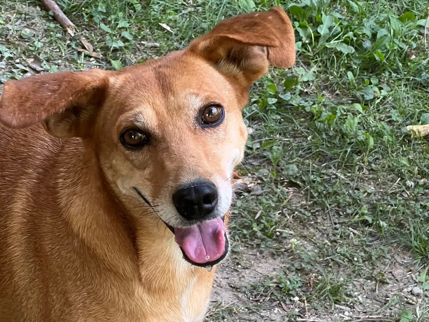 Adotta un cane, taglia media contenuta, femmina, Rieti
