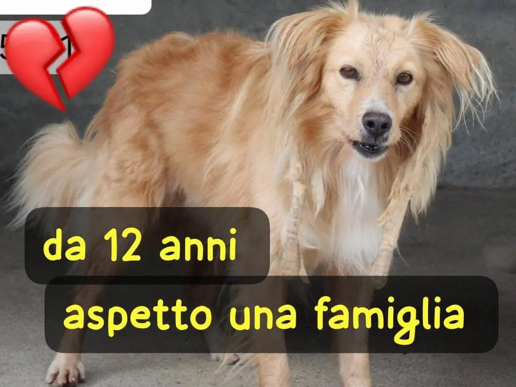 Foto 1 dell'animale