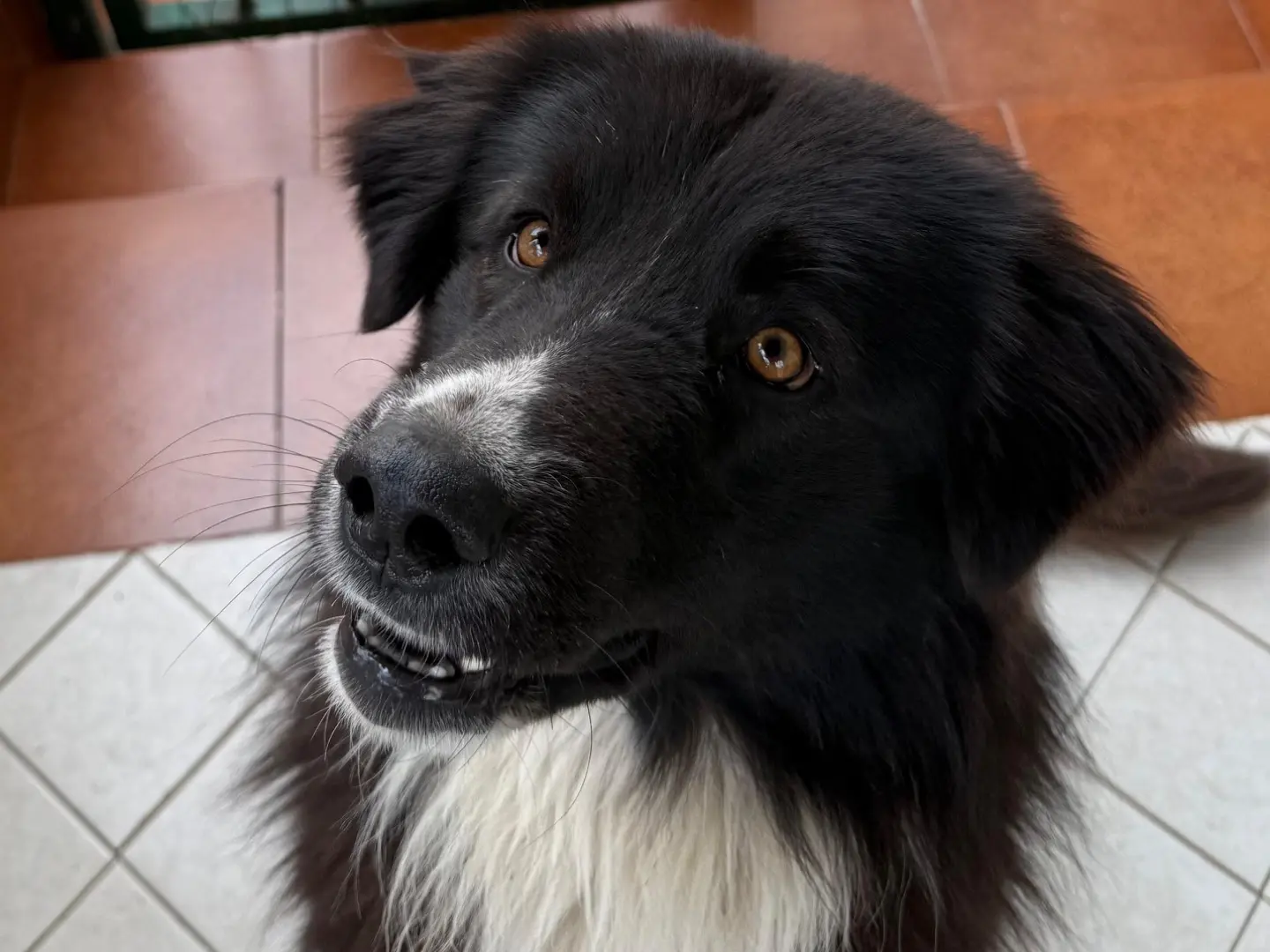 Adotta un cane, maschio, 2 anni e 2 mesi, Napoli