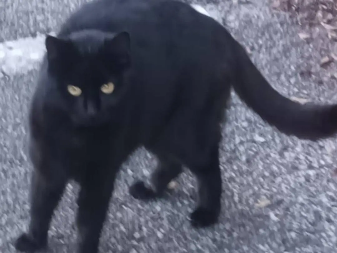 Adozione gatto, femmina, Razza sconosciuta Razza sconosciuta, 3 anni, taglia non valida, Udine