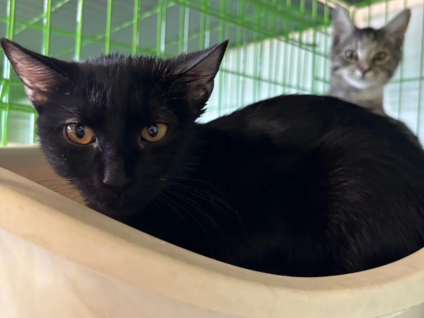 Adotta un gatto, femmina, 5 mesi, Brescia