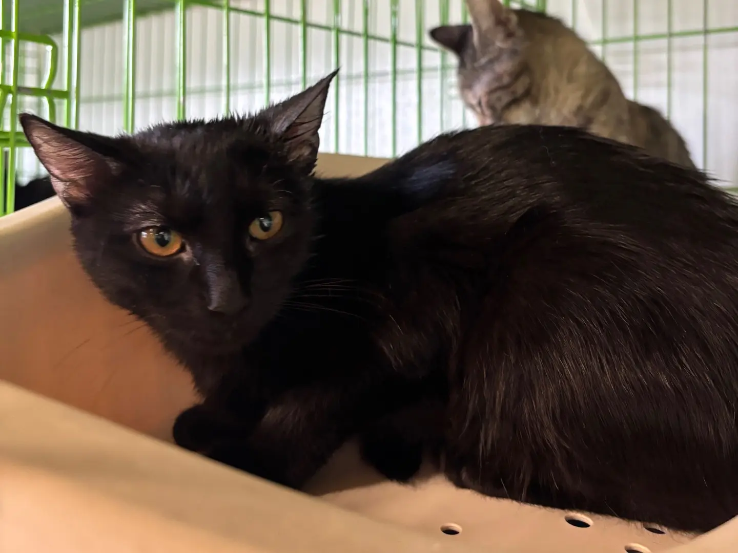 Adozione gatto, femmina, Razza sconosciuta Razza sconosciuta, 5 mesi, taglia non valida, Brescia