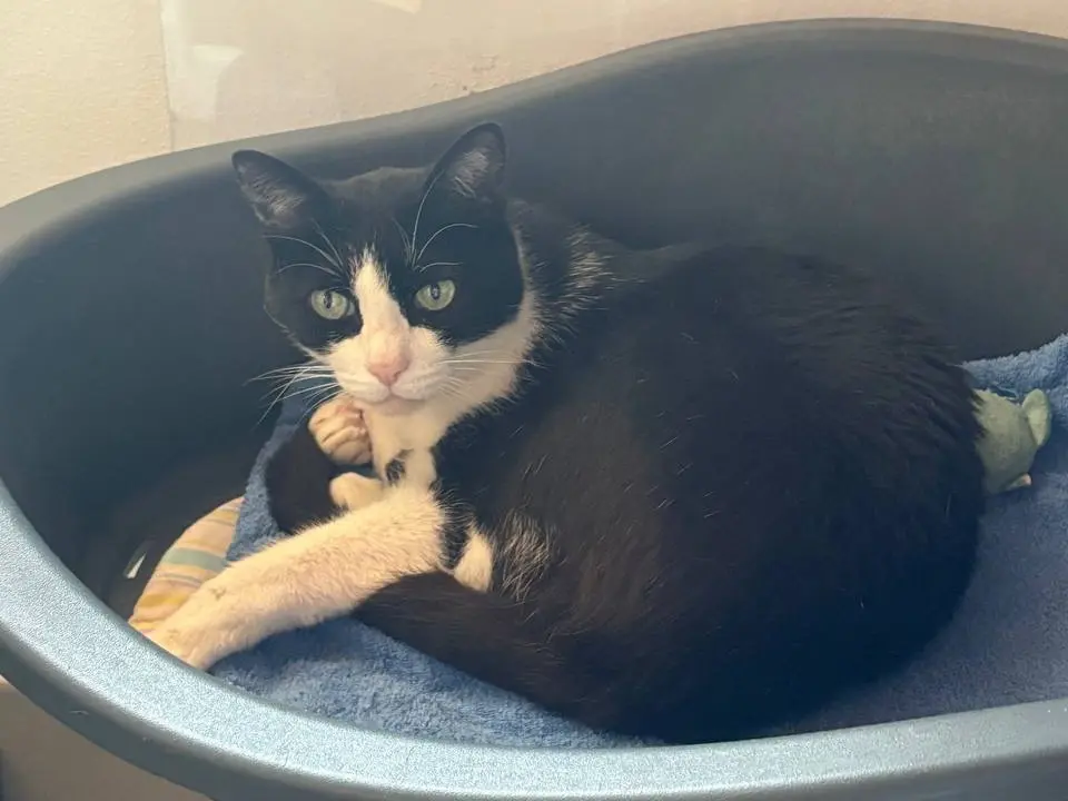 Adotta un gatto, femmina, 8 anni e 6 mesi, Brescia