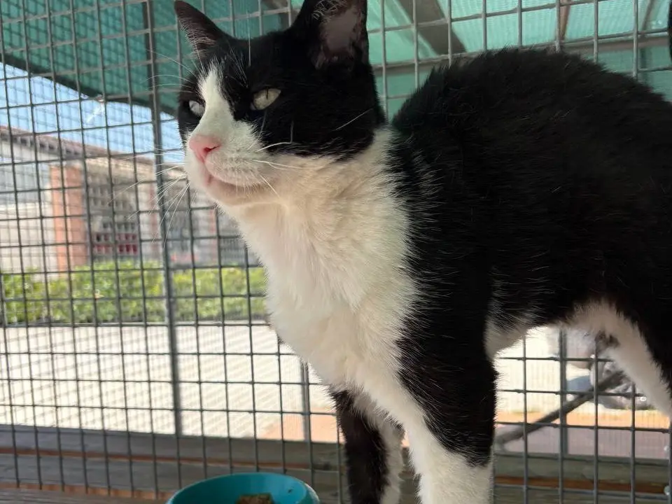 Adozione gatto, femmina, Razza sconosciuta Razza sconosciuta, 8 anni e 6 mesi, taglia non valida, Brescia