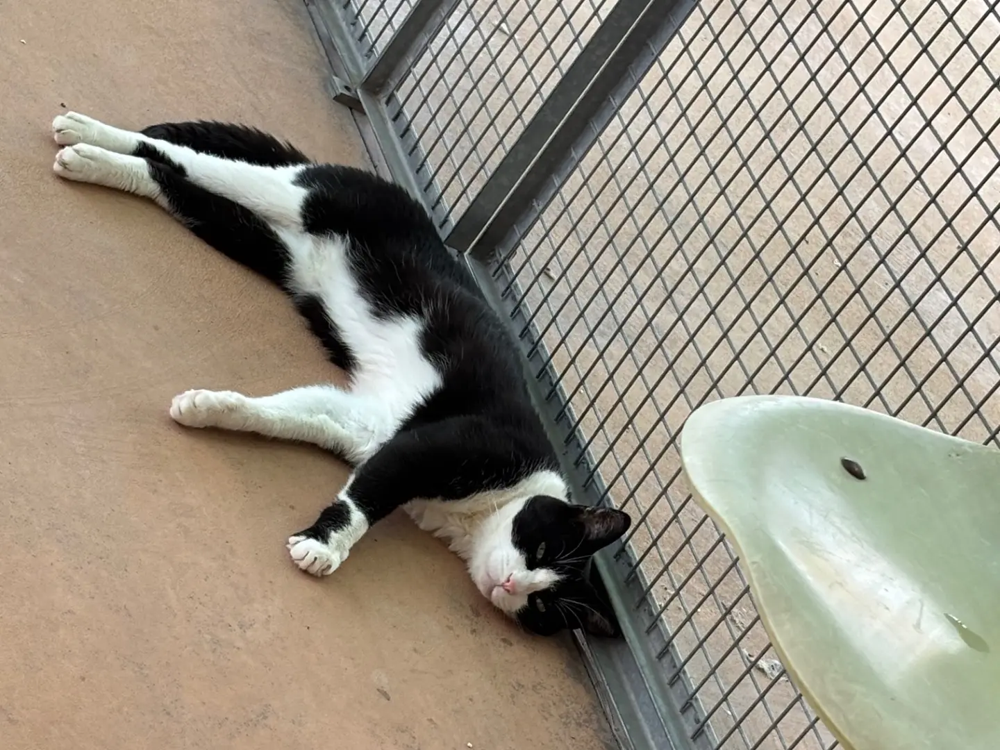 Adotta un gatto, taglia non valida, femmina, Brescia