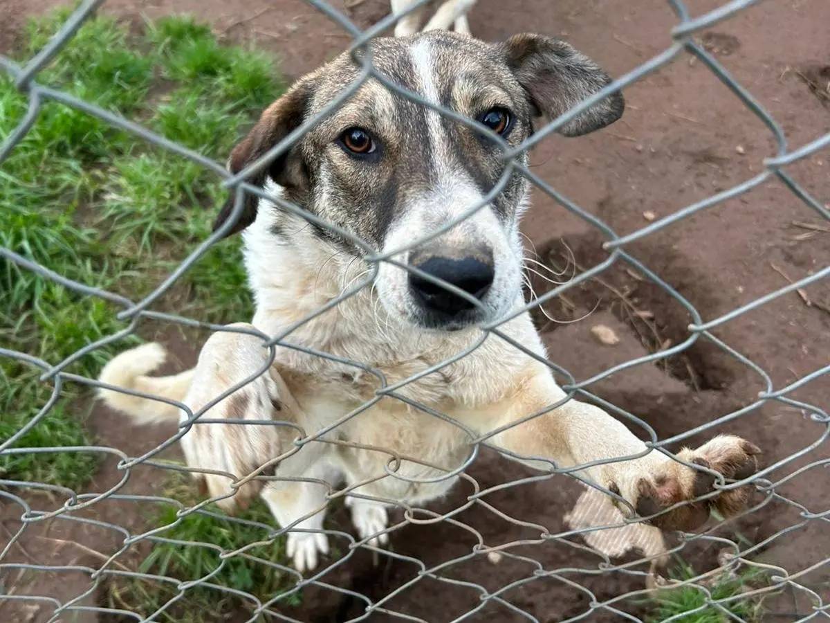 Adotta il cane BIRBA a Catanzaro