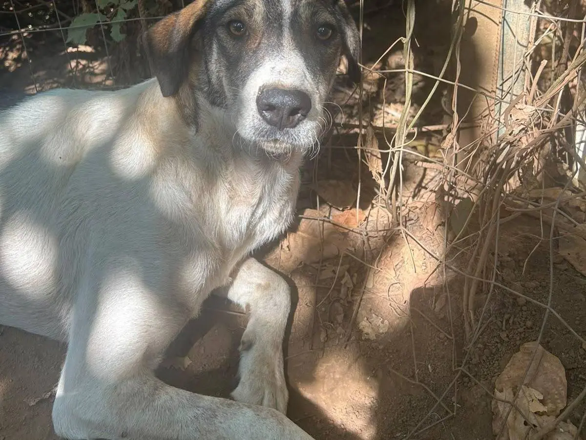 Vuoi adottare un cane a Catanzaro?