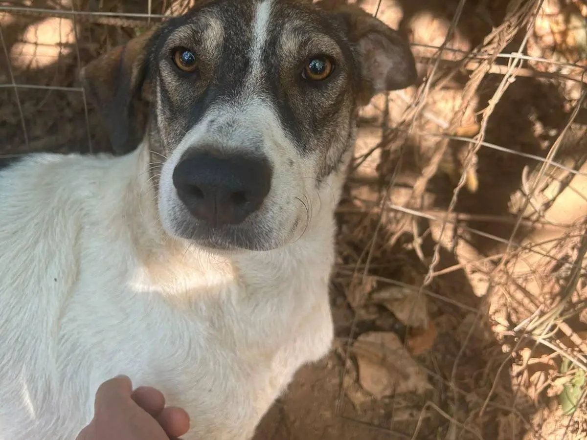 Adozione cane, femmina, Razza sconosciuta Razza sconosciuta, 2 anni e 4 mesi, taglia media, Catanzaro