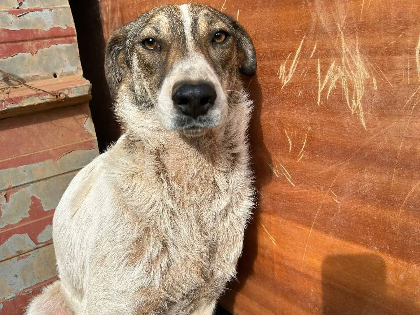 Adotta un cane, femmina, 2 anni e 4 mesi, Catanzaro