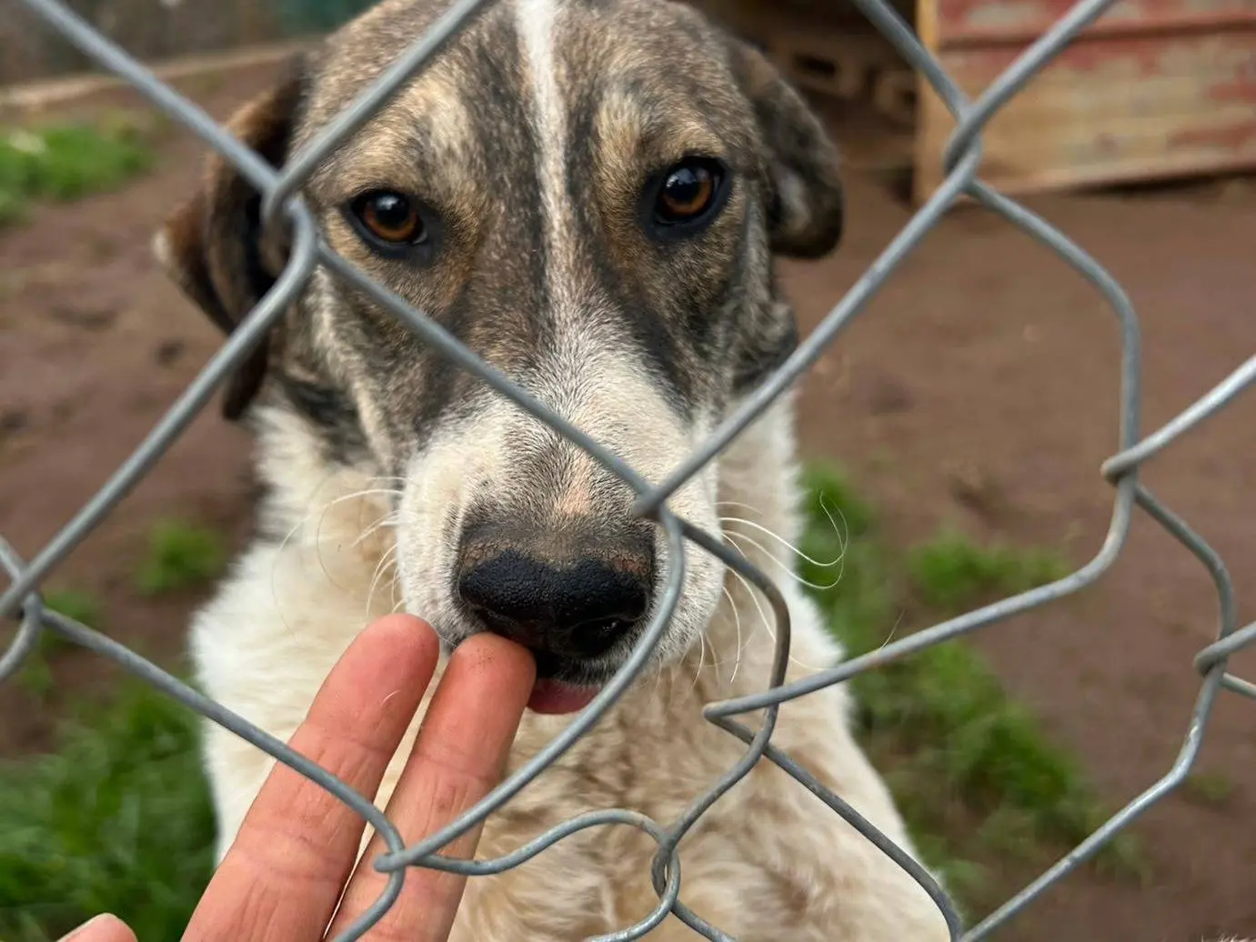 Adotta un cane, taglia media, femmina, Catanzaro