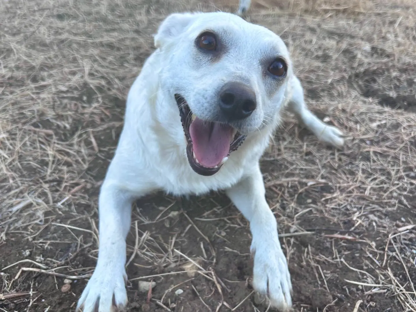Vuoi adottare un cane a Chieti?