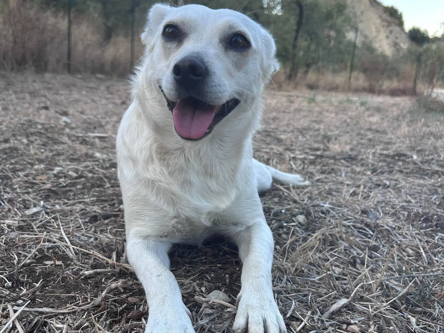 Adotta il cane SALLY a Chieti
