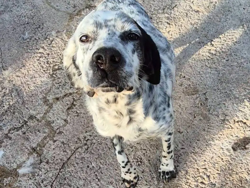 Adozione cane, maschio, Setter Inglese Razza sconosciuta, 3 anni e 2 mesi, taglia media, Potenza