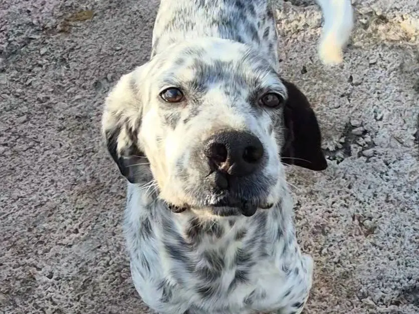 Adotta un cane, maschio, 3 anni e 2 mesi, Potenza