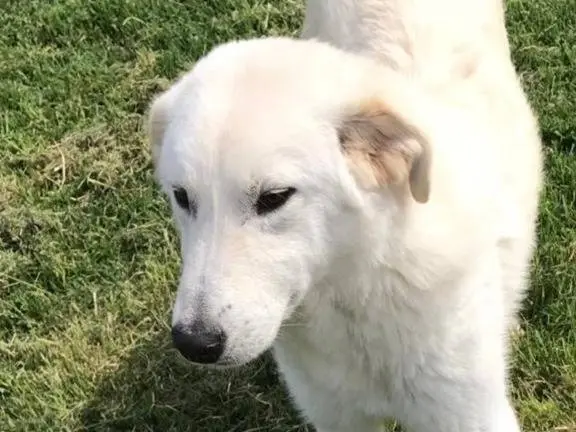 Adotta un cane, maschio, 3 anni e 6 mesi, Latina