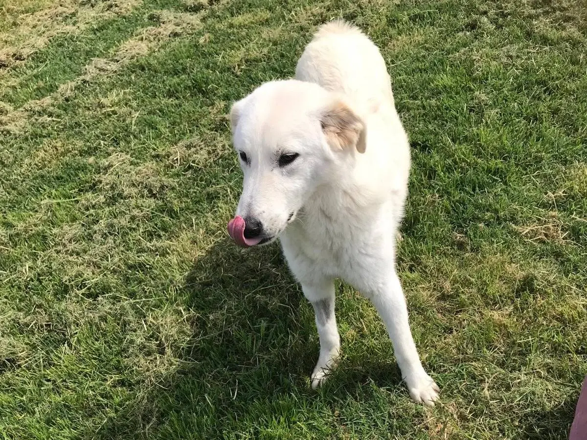 Adotta un cane, taglia media, maschio, Latina