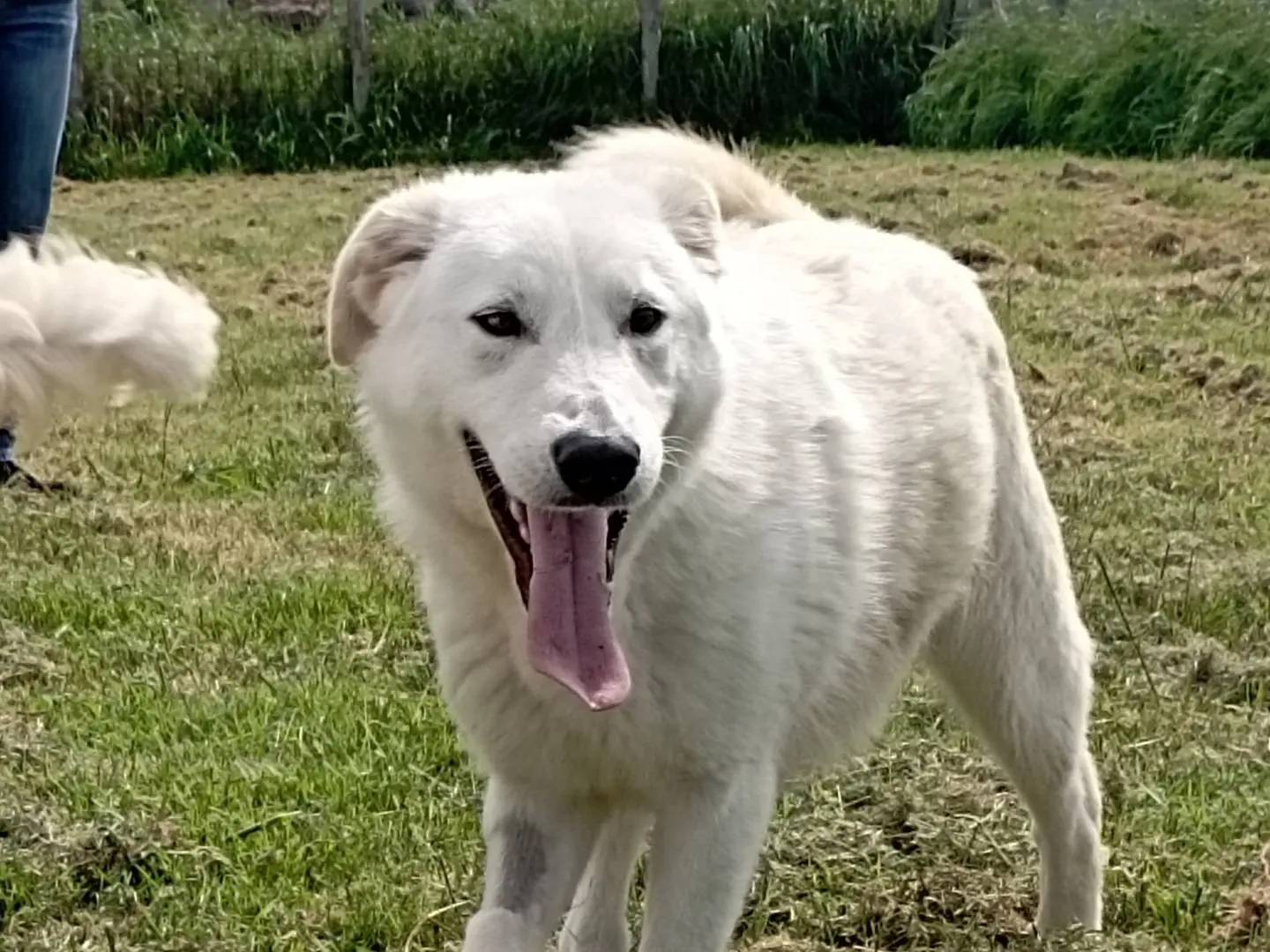 Adotta il cane Ziguli mix labrador a Latina