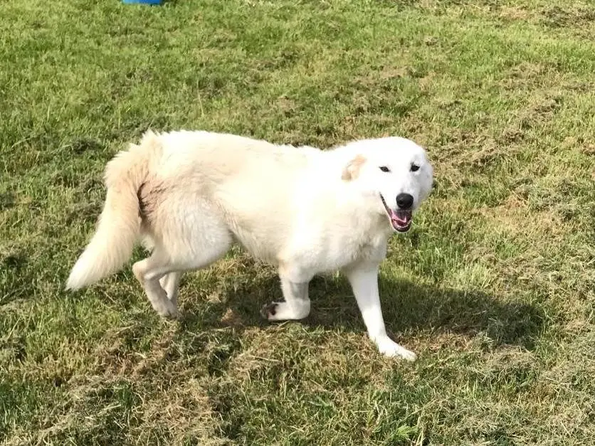 Vuoi adottare un cane a Latina?