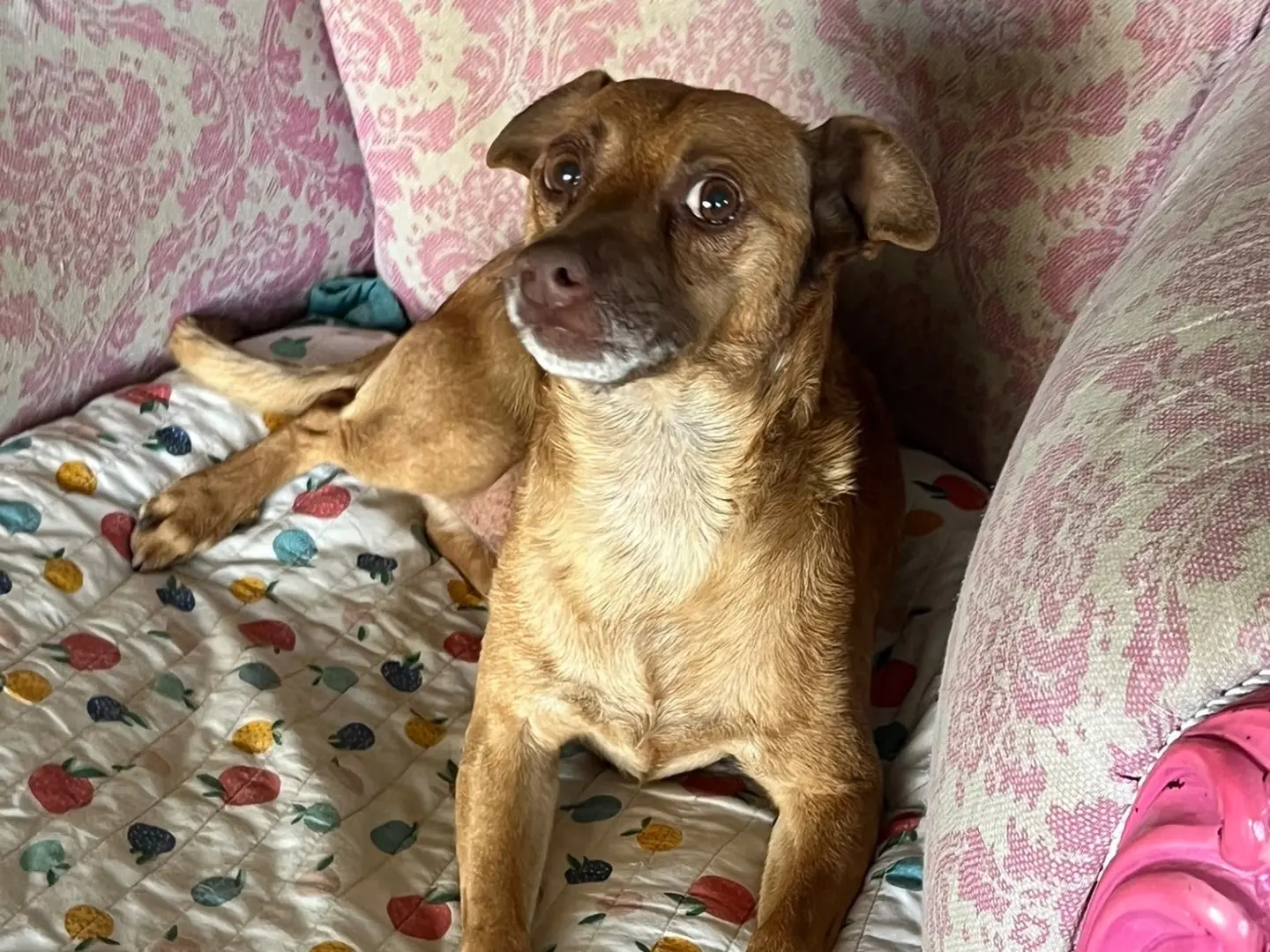 Adozione cane, maschio, Jack Russell Terrier Razza sconosciuta, 5 anni e 9 mesi, taglia piccola, Savona